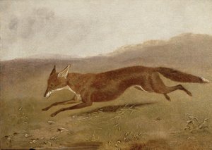 The Fox